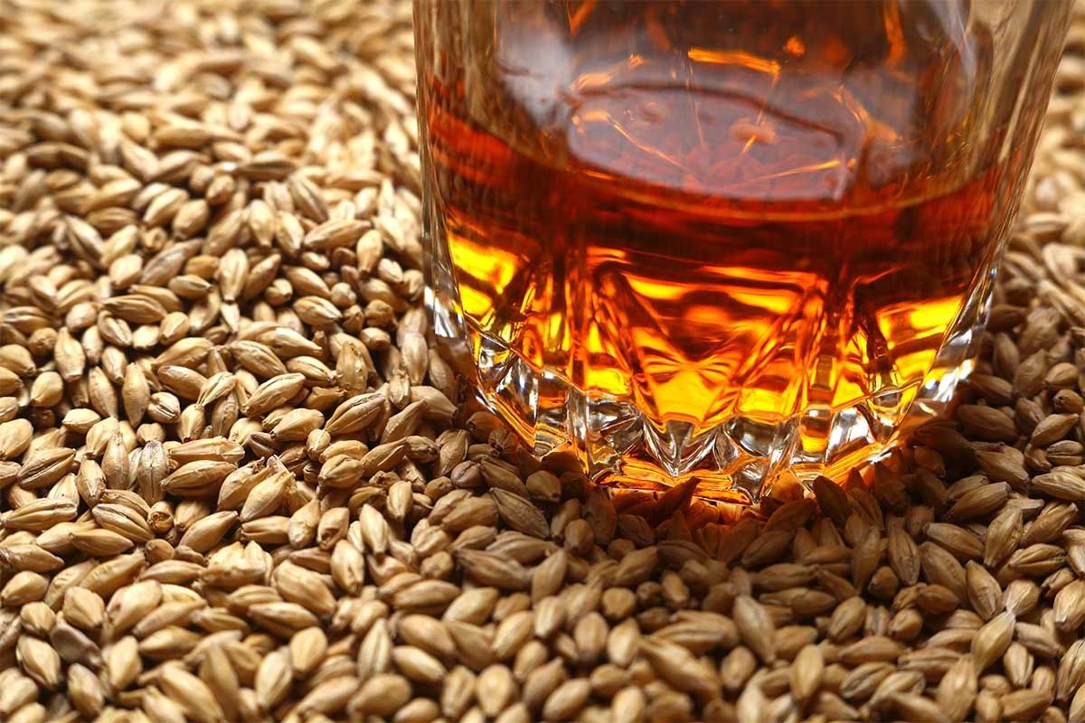 Glass of amber liquid surrounded by barley grains.